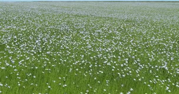Kultivierter Flachs Linum Usitatissimum Blühendes Feld Wind Normandie Frankreich Zeitlupe — Stockvideo