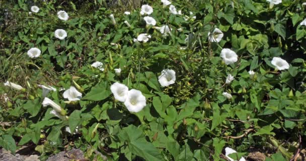 Bindweed Flowers Normandy France Slow Motion — 비디오
