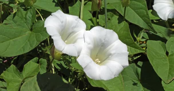 Bindweed Flowers Normandy France Slow Motion — Stock Video