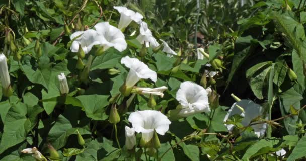 Bindweed Flowers Norfely Франции Slow Motion — стоковое видео