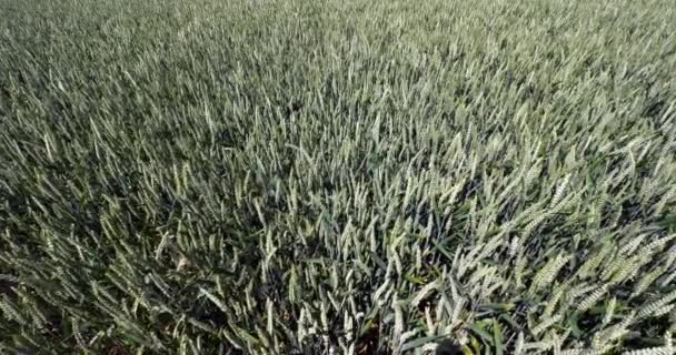 Buğday Tarlasında Rüzgar Triticum Fransa Normandiya Yavaş Çekim — Stok video