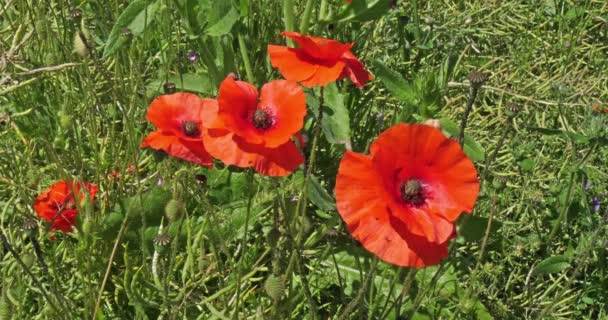 Poppies Papaver Rhoeas Bloei Wind Normandië Frankrijk Slow Motion — Stockvideo