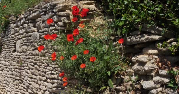 Poppies Wall Papaver Rhoeas Bloom Wind Normandy France Slow Motion — Stok Video