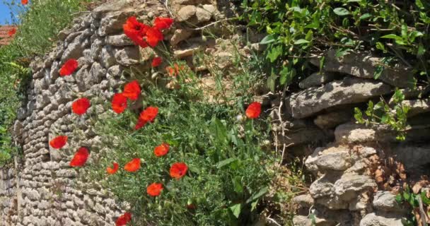 Poppies Wall Papaver Rhoeas Bloei Wind Normandië Frankrijk Slow Motion — Stockvideo