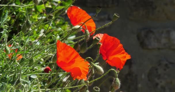 Poppies Papaver Rhoeas Bloom Wind Normandy France Slow Motion — Stock Video