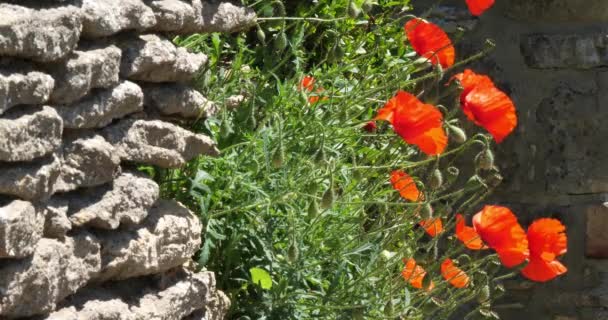 墙上的罂粟 盛开的杜鹃爸爸 法国的风 诺曼底 慢动作4K — 图库视频影像