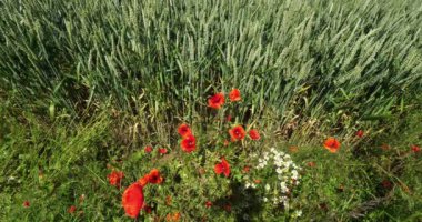 Buğday tarlasında haşhaş, papaver rhoeas, çiçek, rüzgar, Fransa 'da Normandiya, yavaş çekim 4k