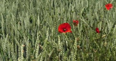 Buğday tarlasında haşhaş, papaver rhoeas, çiçek, rüzgar, Fransa 'da Normandiya, yavaş çekim 4k