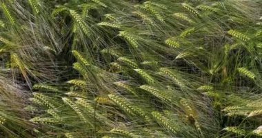 Sakallı buğday tarlasında rüzgar, triticum sp., Fransa 'da Normandiya, yavaş çekim 4k