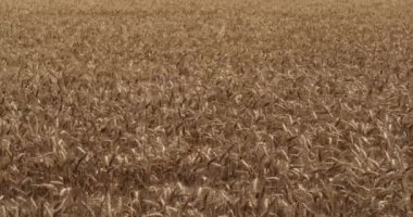 Buğday tarlasında rüzgar, triticum sp., Fransa 'da Normandiya, yavaş çekim 4k