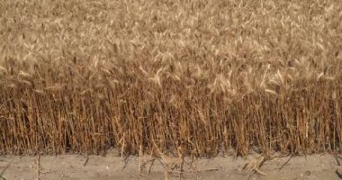 Buğday tarlasında rüzgar, triticum sp., Fransa 'da Normandiya, yavaş çekim 4k