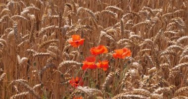 Buğday tarlasında haşhaş, papaver rhoeas, çiçek, Fransa 'da Normandiya, yavaş çekim 4k