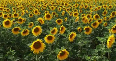 Ayçiçeği tarlası, helianthus sp, Fransa 'da Normandiya, Yavaş çekim 4k