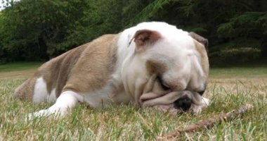 İngiliz Bulldog, Çimlerin üzerinde duran, Burnunu yalayan, Normandiya, Ağır çekim 4k