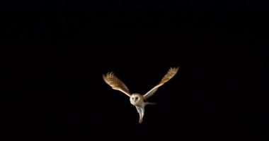 Ahır Baykuşu, Tyto Alba, Yetişkin uçuşu, Fransa 'da Normandiya, Yavaş Hareket 4k