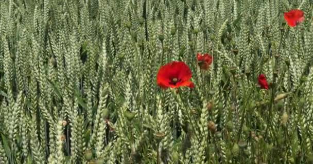 Poppies Een Tarweveld Papaverrhoeas Bloei Wind Normandië Frankrijk Slow Motion — Stockvideo