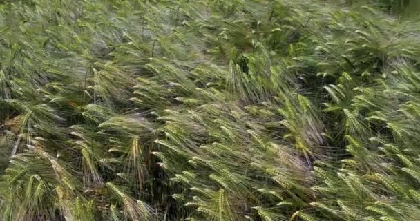 Viento Campo Trigo Barbudo Triticum Normandía Francia Cámara Lenta — Vídeo de stock