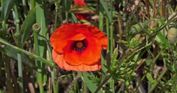 Poppy Papaver Rhoeas Flor Viento Normandía Francia Cámara Lenta — Vídeo de stock