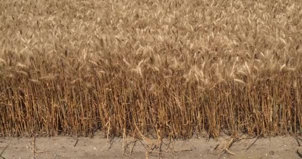 Wind Wheat Field Triticum Normandy France Slow Motion — Stock Video