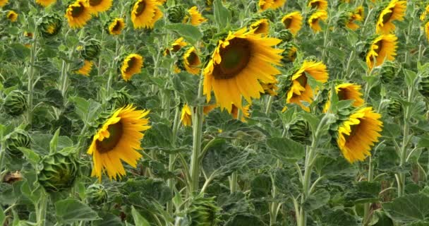 Campo Girasol Helianthus Normandía Francia Cámara Lenta — Vídeo de stock