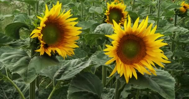 Ayçiçeği Tarlası Helianthus Fransa Normandiya Yavaş Çekim — Stok video