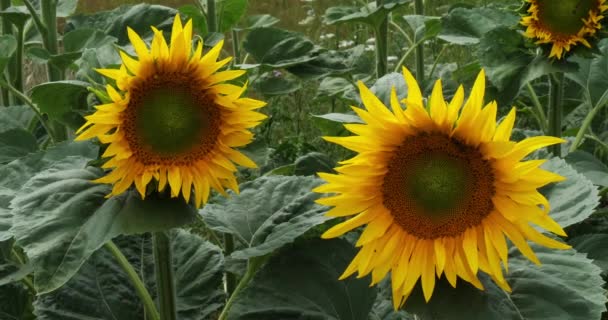 Campo Girasol Helianthus Normandía Francia Cámara Lenta — Vídeo de stock