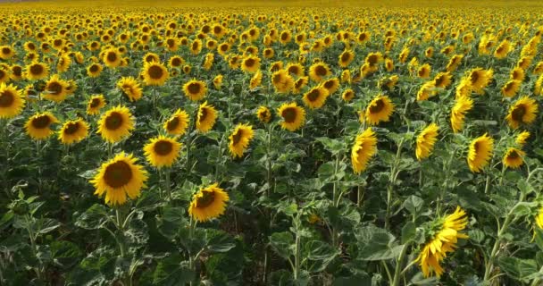 Sonnenblumenfeld Helianthus Normandie Frankreich Zeitlupe — Stockvideo