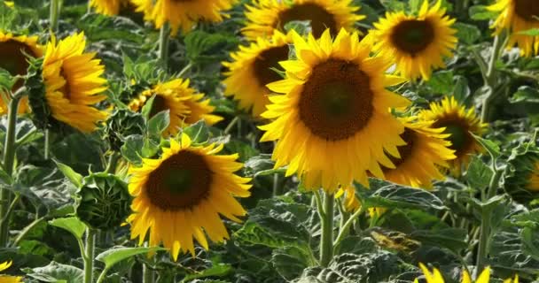 Champ de tournesol, hélianthe sp, Normandie en France, Mouvement lent 4K 