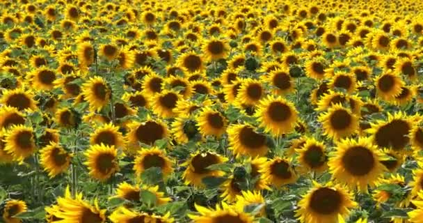 Champ de tournesol, hélianthe sp, Normandie en France, Mouvement lent 4K 