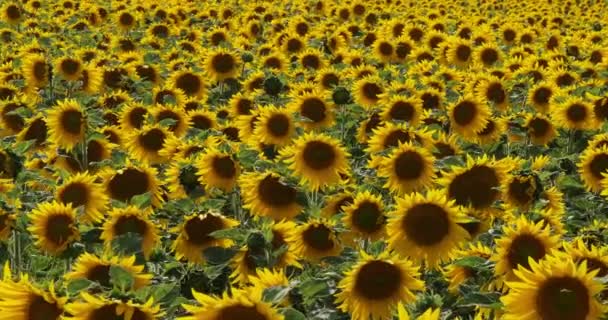 Sunflower Field Helianthus Normandy France Slow Motion — Stock Video