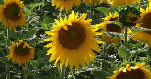 Ayçiçeği Tarlasında Rüzgar Helianthus Fransa Normandiya Yavaş Çekim — Stok video