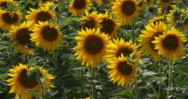 Wind Einem Sonnenblumenfeld Helianthus Normandie Frankreich Zeitlupe — Stockvideo