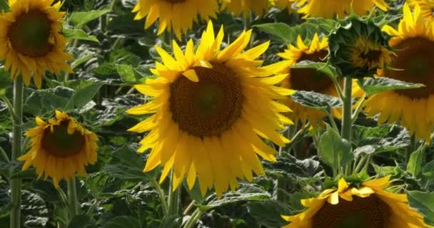 Ayçiçeği Tarlasında Rüzgar Helianthus Fransa Normandiya Yavaş Çekim — Stok video