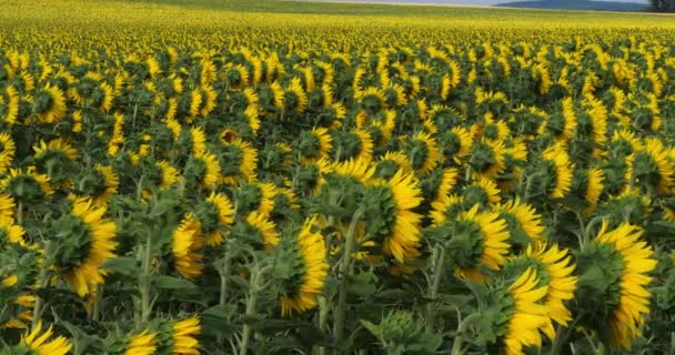 Sunflower Field Helianthus Normandy France Slow Motion — Stock Video