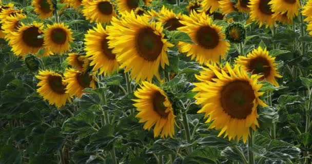 Wind Sunflower Field Helianthus Normandy France Slow Motion — Stock Video
