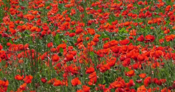 Poppies Papaver Rhoeas Bloom Wind Normandie France Slow Motion — Stock video