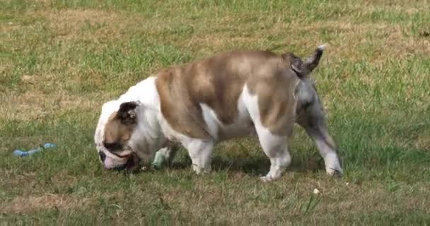 Engelse Bulldog Vrouw Spelen Met Een Plastic Fles Het Gazon — Stockvideo