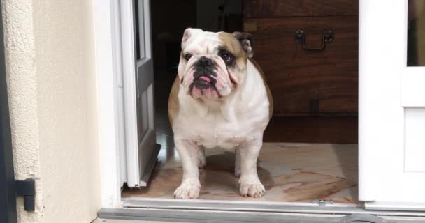 Engelska Bulldog Kvinna Väntar Vid Dörren Till Huset Normandie Slow — Stockvideo