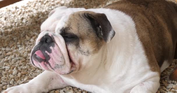 English Bulldog English Bulldog Feminino Deitado Terraço Normandia Movimento Lento — Vídeo de Stock