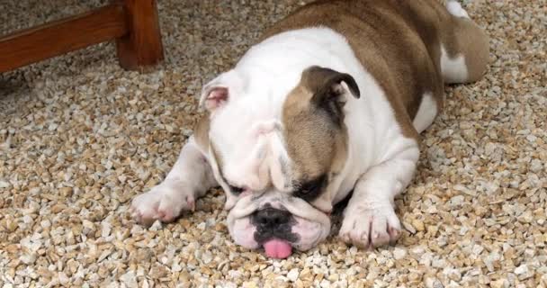 Engelse Bulldog Engelse Bulldog Vrouw Het Terras Normandië Slow Motion — Stockvideo