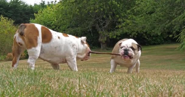 Engelska Bulldogg Kvinnor Som Leker Med Pinne Gräsmattan Normandie Slow — Stockvideo