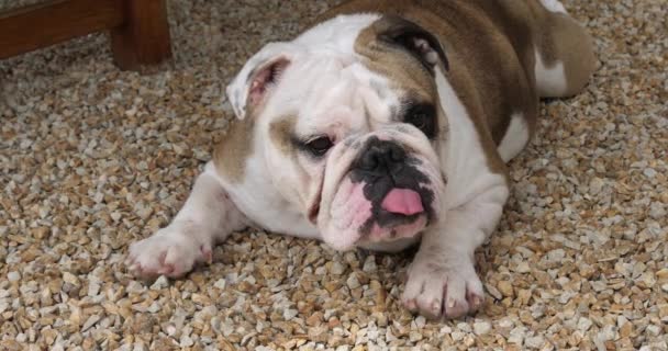 Bulldog Inglés Bulldog Inglés Mujer Acostada Terraza Normandía Cámara Lenta — Vídeos de Stock