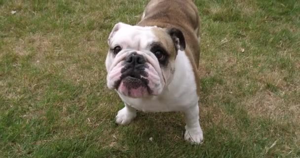 Engelska Bulldog Kvinna Stående Gräsmattan Barking Normandie Slow Motion — Stockvideo