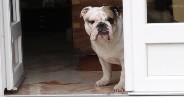 Bulldog Inglés Mujer Esperando Puerta Casa Normandía Cámara Lenta — Vídeo de stock