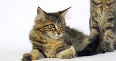 Kahverengi Tortie Benekli Tabby Maine Rakunu, Evcil Kedi, Beyaz Arkaplana Karşı Kedi Portresi, Yavaş Sinema 4k