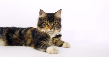 Kahverengi Tortie Tabby ve Beyaz Maine Rakun Evcil Kedisi, Beyaz Arkaplan karşısında yatan Kadın, Fransa 'da Normandiya, Ağır çekim 4k