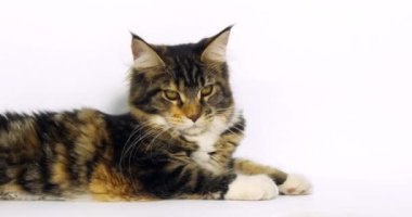 Kahverengi Tortie Tabby ve Beyaz Maine Rakun Evcil Kedisi, Beyaz Arkaplan karşısında yatan Kadın, Fransa 'da Normandiya, Ağır çekim 4k