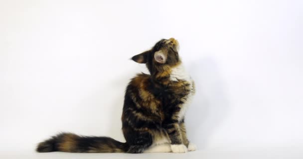 Brown Tortie Blotched Tabby White Maine Coon Domestic Cat Seduta — Video Stock