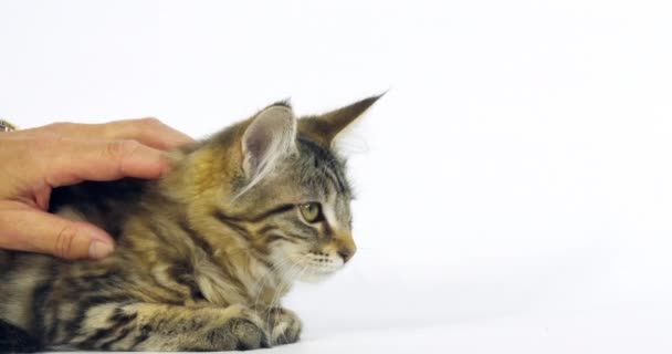 Brown Tortie Blotched Tabby Maine Coon Gato Doméstico Coño Siendo — Vídeos de Stock
