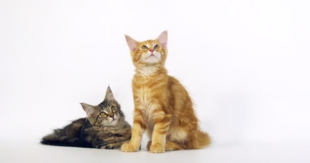 Brown Tortie Blotched Tabby Crema Blotched Tabby Maine Coon Gato — Vídeos de Stock